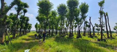 VƯỜN ƯƠM CÂY BÓNG MÁT - DỰ ÁN CỔ LOA