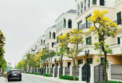 CÂY XANH TUYẾN ĐƯỜNG - VINHOME OCEAN PARK 2