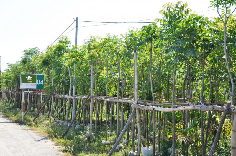 Mua bán cây kiểng